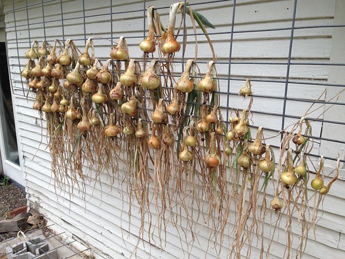 Onions finished drying and ready to store.