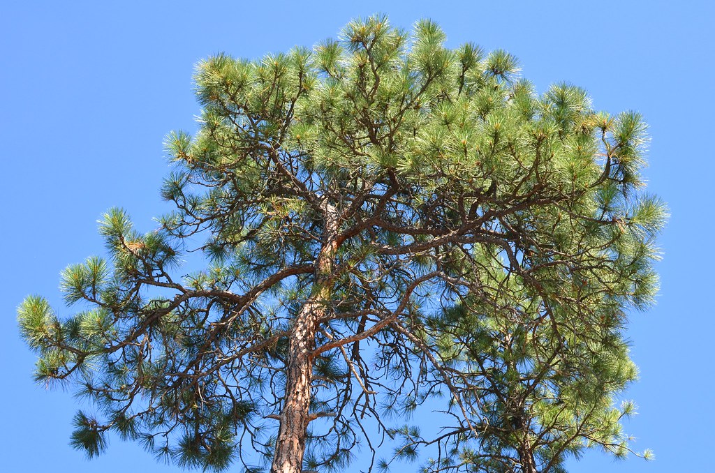 Tree against a blue sky