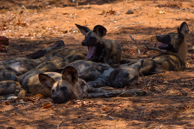 Pack of wild dogs