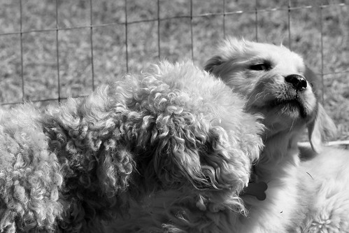 blackandwhite bw dog pet animal goldenretriever hobbes gertie ©tylerknottgregson