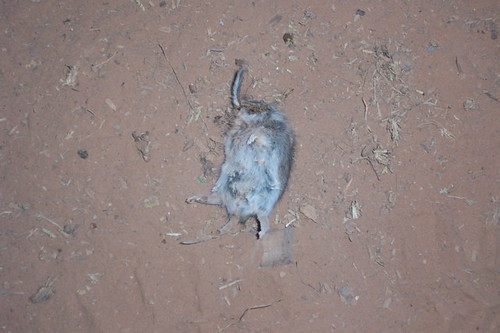 trip mouse death rocks views abiquiu