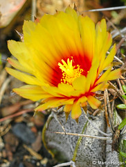 Astrophytum capricorne cactus flower