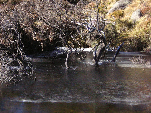 trees winter ice water river geotagged thredbo geolat3650000 geolon14831667