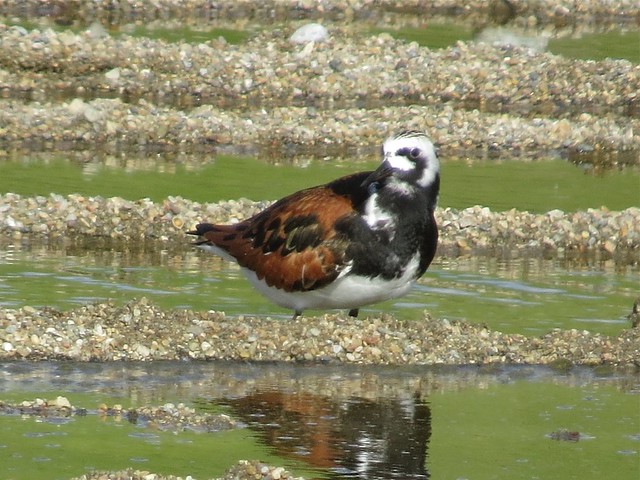 Ruddy Turnstone at the El Paso Sewage Treatment Center in Woodford County, IL 55