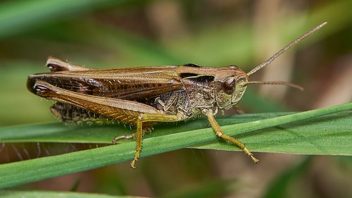 raynox dcr150 grasshoppercommongreen