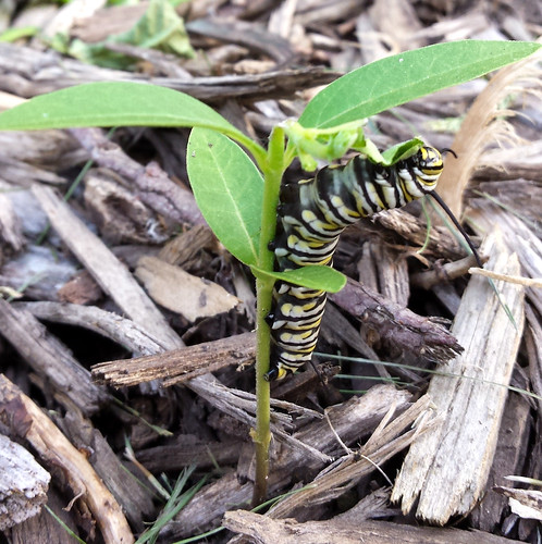 monarch caterpillar on a small milkweed