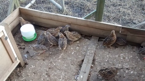 quail July 15 2