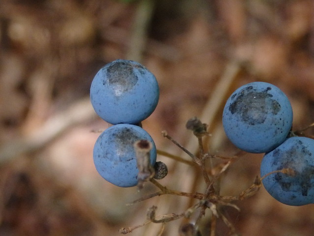 Berries of blue cohosh (Caulophyllum thalictroides) Linville Gorge