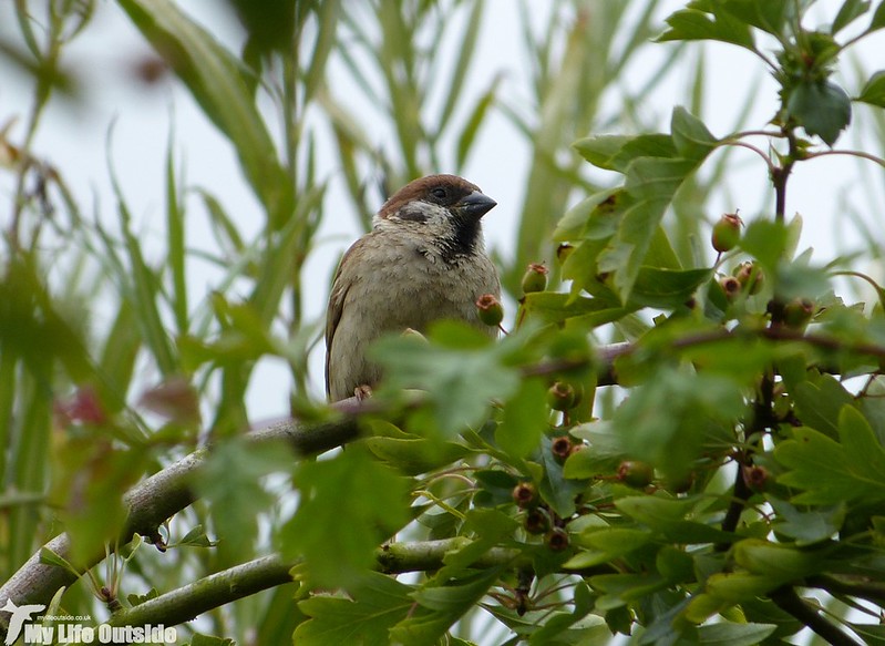 P1150091 - Tree Sparrow, Blacktoft Sands