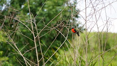 Red-breasted Meadowlark [Sturnella militaris]