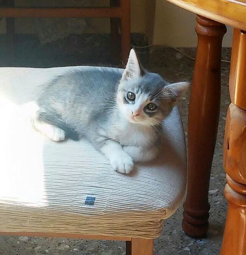 Kobu, gatito azul y blanco monísimo nacido en Abril´15, en adopción. Valencia. ADOPTADO. 18096264614_f16a8e744a
