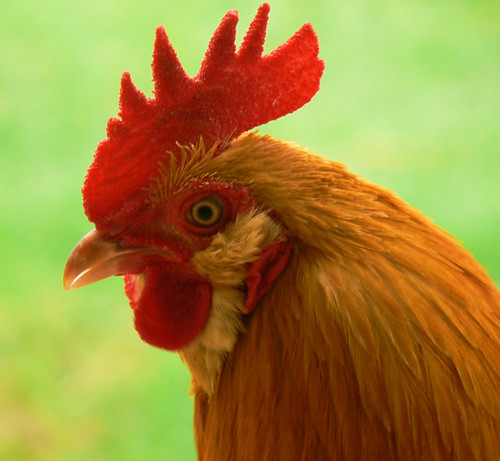 bird chicken rooster livestock bantam bobbell