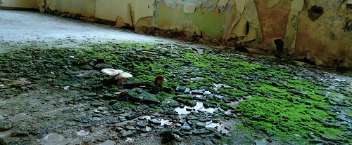 urban mushrooms exploration pilze verlassen urbex