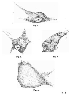 Figs. 1-4 from W.B. Warrington, 'On the Structural Alterations observed in Nerve Cells', Journal of Physiology 23 (1-2) (1898), pp. 112-129.