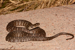 Common Water Snake