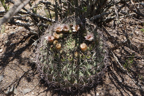 argentinien cacti cactus fnrrb3335 guanchin gymnocalycium ka5221s kakteen kaktus larioja microsemineum rb3335 saglionis standort