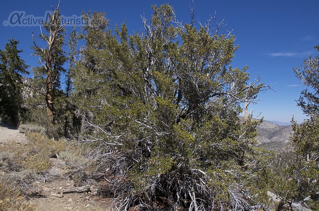 tree 0007 Ancient Bristlecone Pine Forest, California, USA