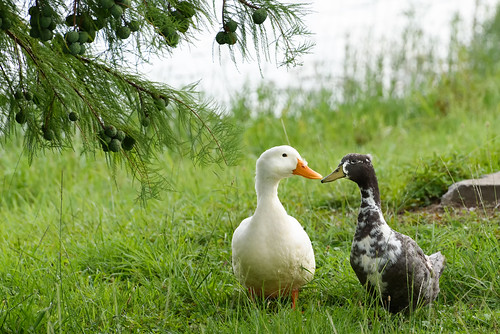 love ducks