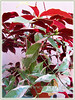 Excoecaria cochinchinensis cv. Firestorm (Chinese Croton Firestorm, Variegated Blindness Tree, Blindness Tree, Jungle Fire Plant, Buta-buta)