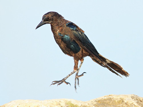 Boat-tailed Grackle molting 3-20150731