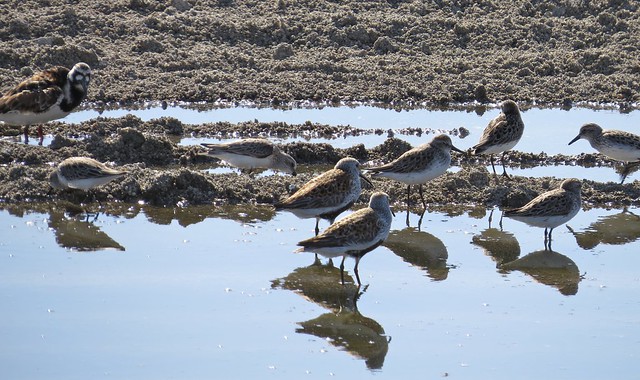 Ruddy Turnstone, Dunlin, and Semipalmated Sandpipers at the El Paso Sewage Treatment Center in Woodford County, IL