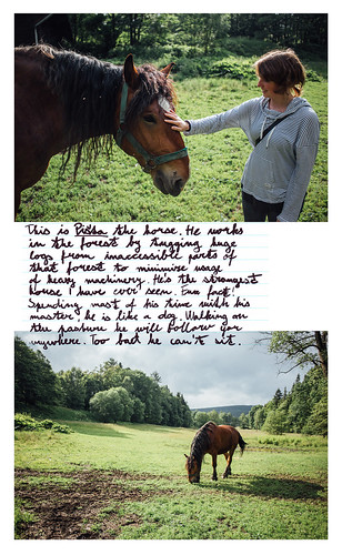 horse nature animal landscape maria story pasture czechrepublic storytelling workhorse jeseniky