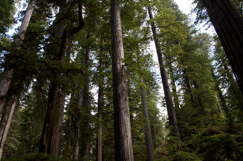 california redwood jedediahsmithredwoodsstatepark boyscouttreetrail