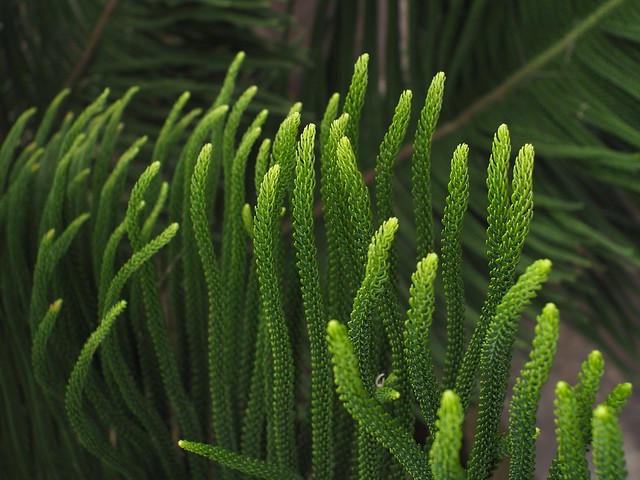 Green braided plants reaching up