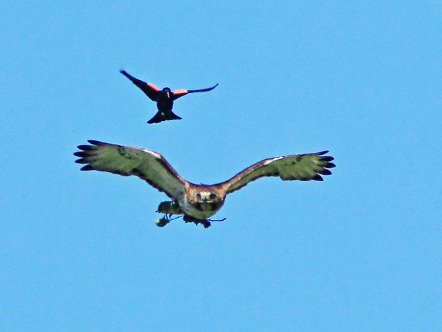 Red-tail pursued by Red-winged Blackbird 05-20150715