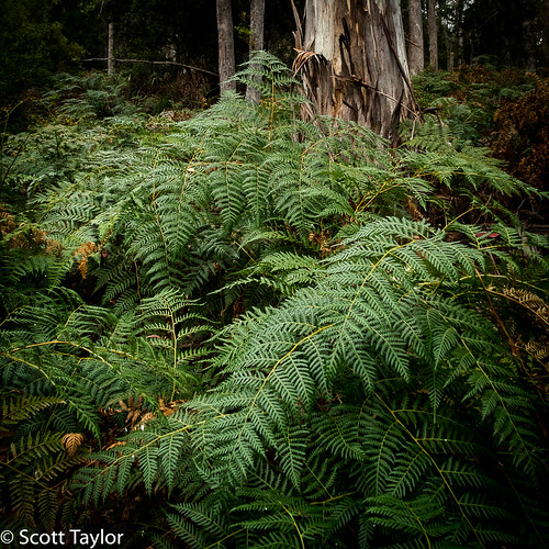 landscape fern plants australia handheld canong7x photoshopcc tasmania canon lightroom launcenston