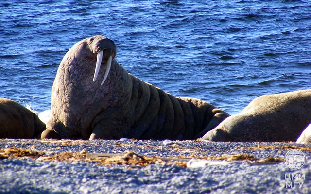 Меню моржей в Печорском море: что едят «ходящие на зубах»?