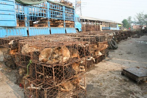 A rusty transport vehicle covered in dog fur and blood loaded with a mass of cages
