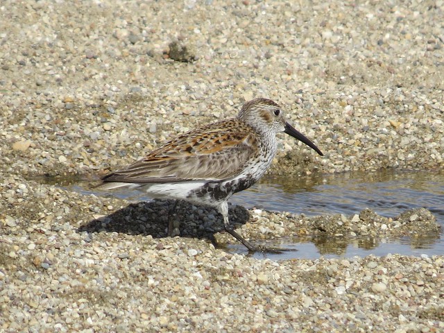 Dunlin at the El Paso Sewage Center in Woodford County, IL 02