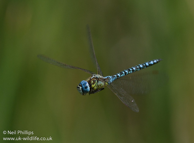 Southern migrant hawker-5