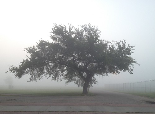 morning mist tree history fog southdakota rural sunrise country smalltown plankinton