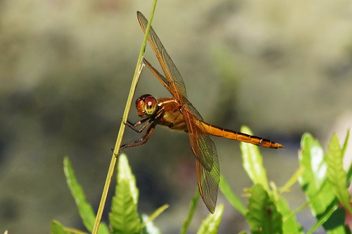 macro insect landscape nc dragonfly outdoor northcarolina depthoffield skimmer cravencounty goldenwingedskimmer fairfieldharbour