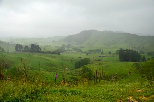 newzealand fog hill
