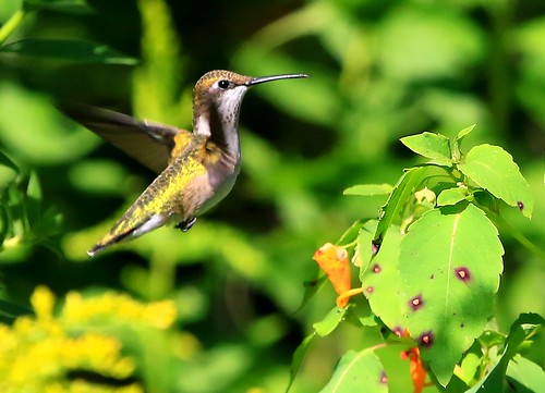 county female hummingbird seed reis iowa larry savers exchange rubythroated winneshiek