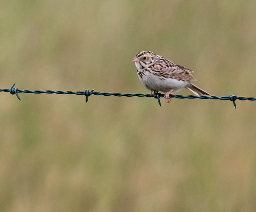 birds montana birding sparrow landbird