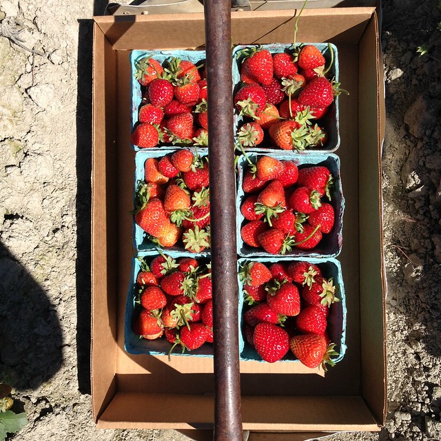 Strawberry picking 6