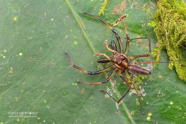 Big-jawed jumping spider (Parabathippus sp.) - DSC_4817
