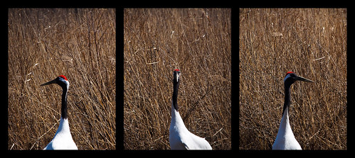 winter snow nature birds japan hokkaido eagle crane hawk traveling akan birdwatching wetland ainu tsuru kushiro kotan kussharo mashuu expoloring tanchou