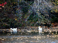 Wantagh - Twin Lakes Preserve - Autumn (44)