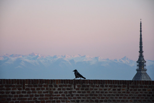 torino turin moleantonelliana alba sunset corvo crow uccello bird muro wall alpi alps montagne mountains quattoquatto stealthily