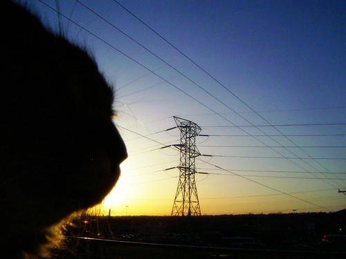 sunset sky cat quebec balcony québec powerline elliot