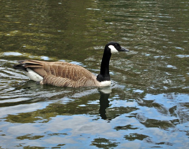 Goose Chase | Flickr - Photo Sharing!
