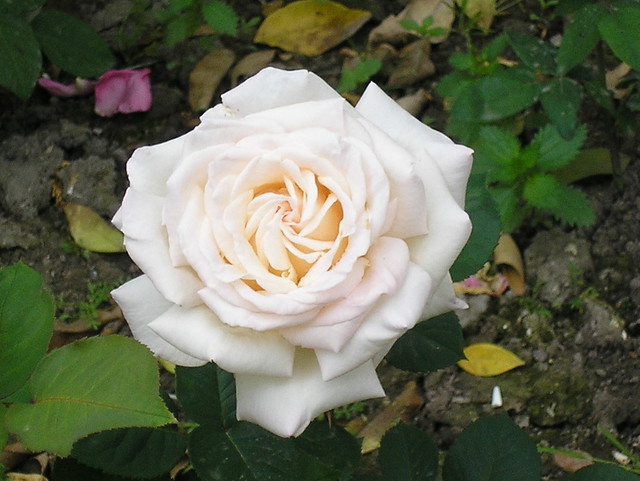 une rose vue de haut | Flickr - Photo Sharing!