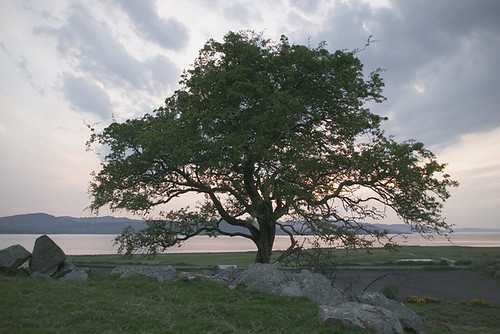 The Faraway Tree 