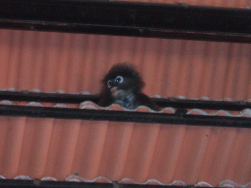 thailand, railay, monkeys DSCF0357