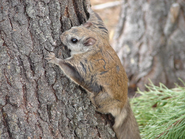 Northern Flying Squirrel  Flickr  Photo Sharing!